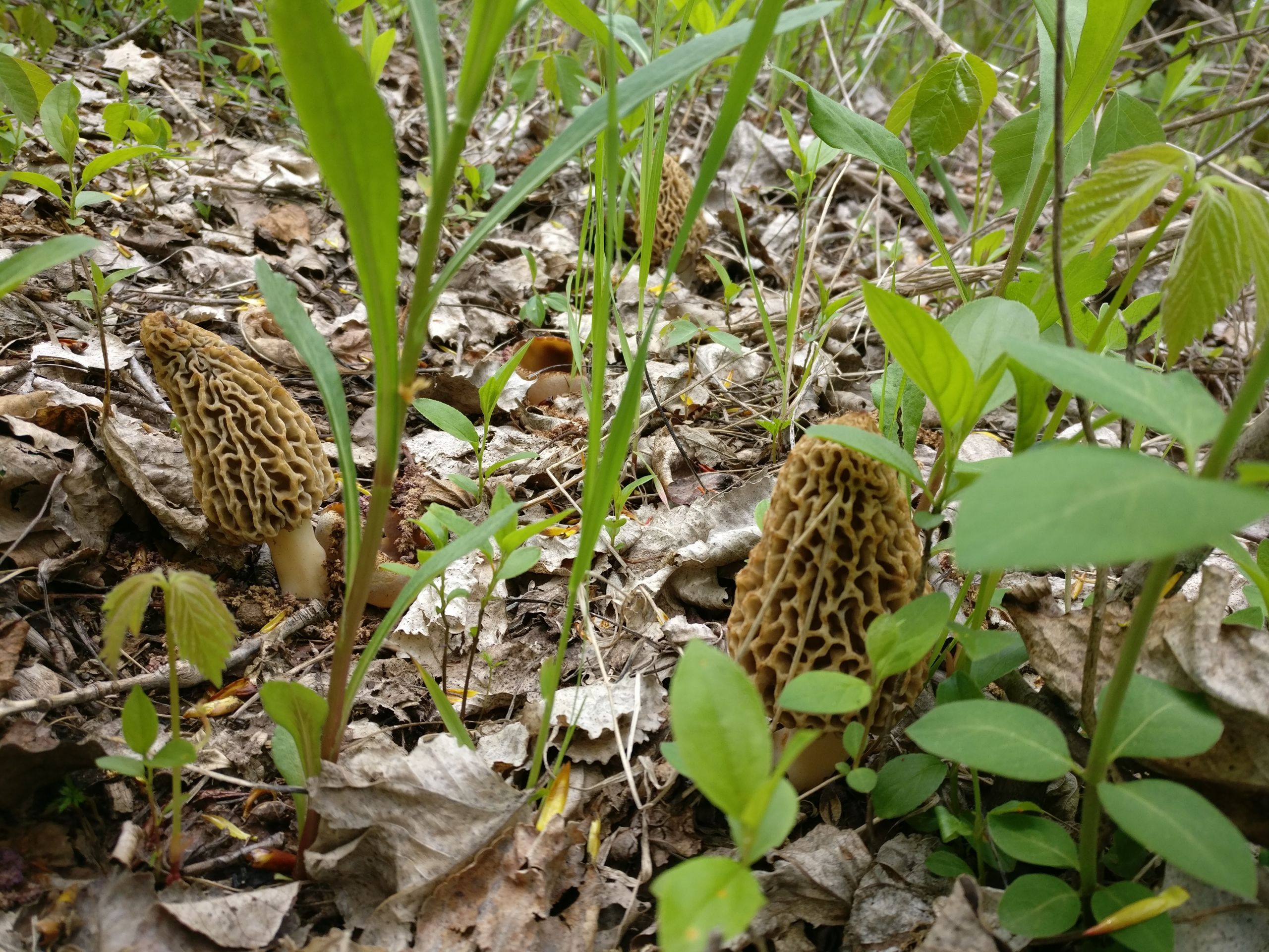 Best Places To Look For Morel Mushrooms
 Morel Mushrooms Everything You Need to Know Realest Nature