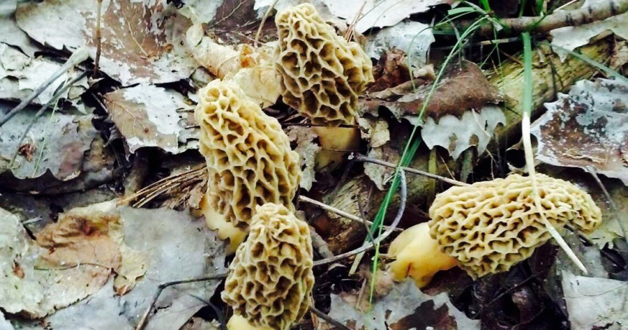 Best Places To Look For Morel Mushrooms
 6 Tips For Finding Morel Mushrooms in Northern Michigan