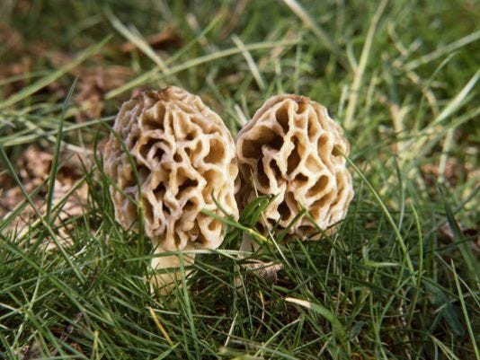 Best Places To Look For Morel Mushrooms
 line map offers guide to finding morel mushrooms
