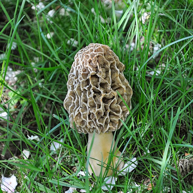Best Places To Look For Morel Mushrooms
 Morel Mushroom Hunting Guide Morel Mushrooms A Great