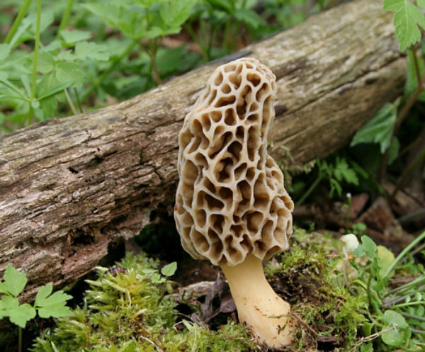 Best Places To Look For Morel Mushrooms
 Top 10 Tips for Finding Morel Mushrooms
