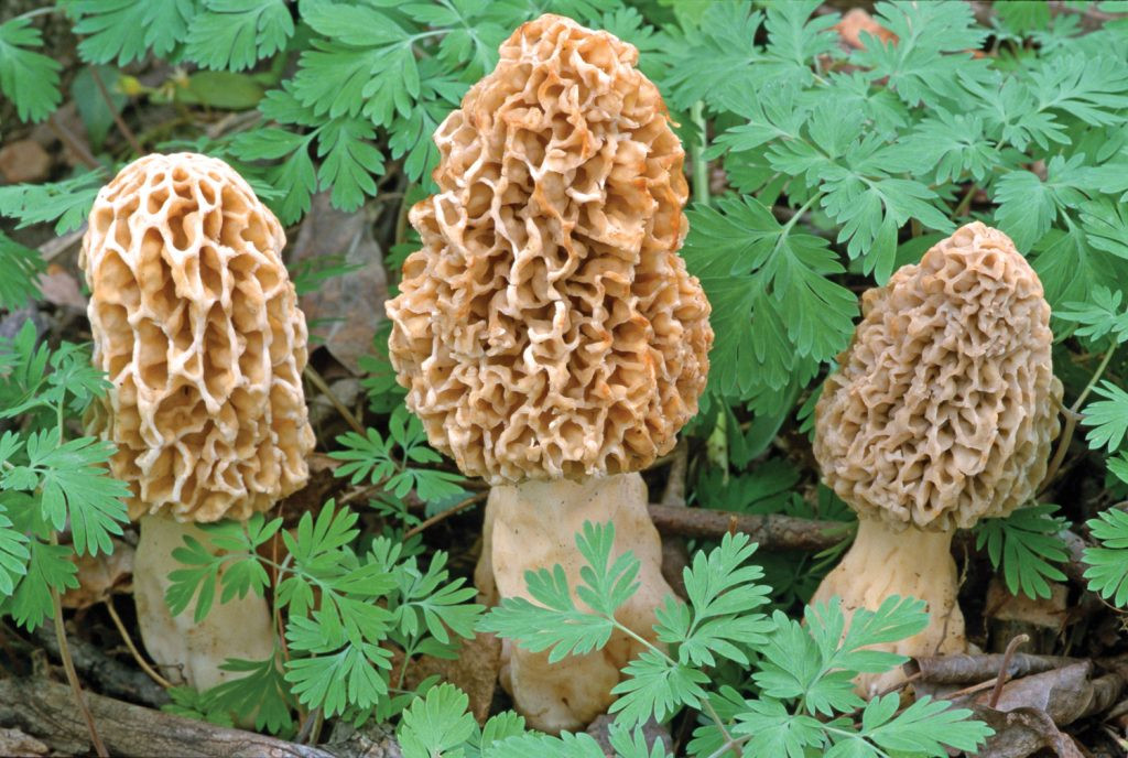 Best Places To Look For Morel Mushrooms
 It s Morel Season from Good Mushroom Bad Mushroom