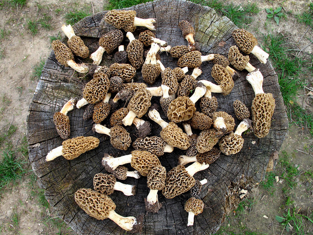 Best Places To Look For Morel Mushrooms
 5 Signs it s Morel Mushroom Season in Indiana