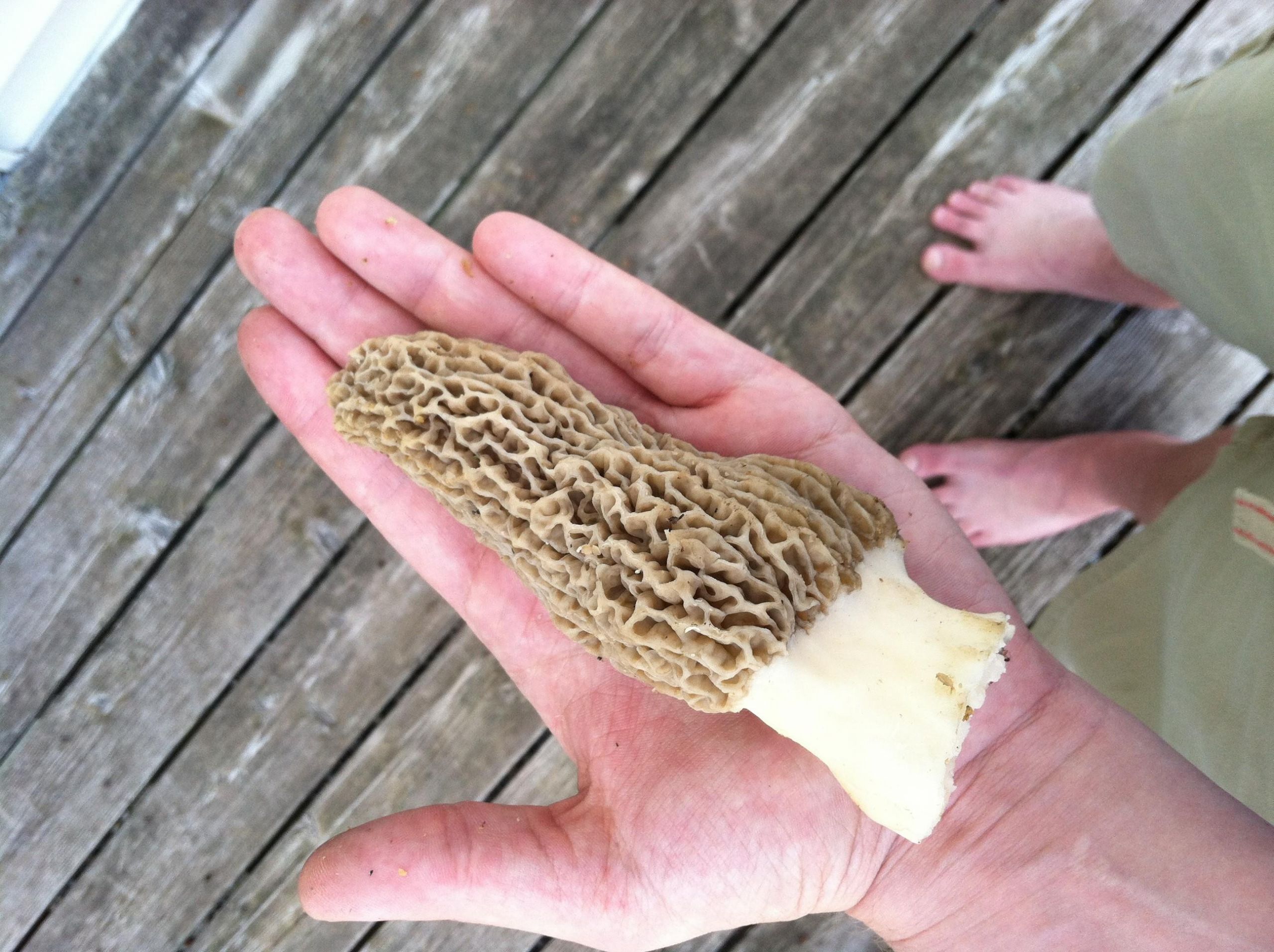 Best Places To Look For Morel Mushrooms
 Morel Mushroom Hunting Tips and Tricks