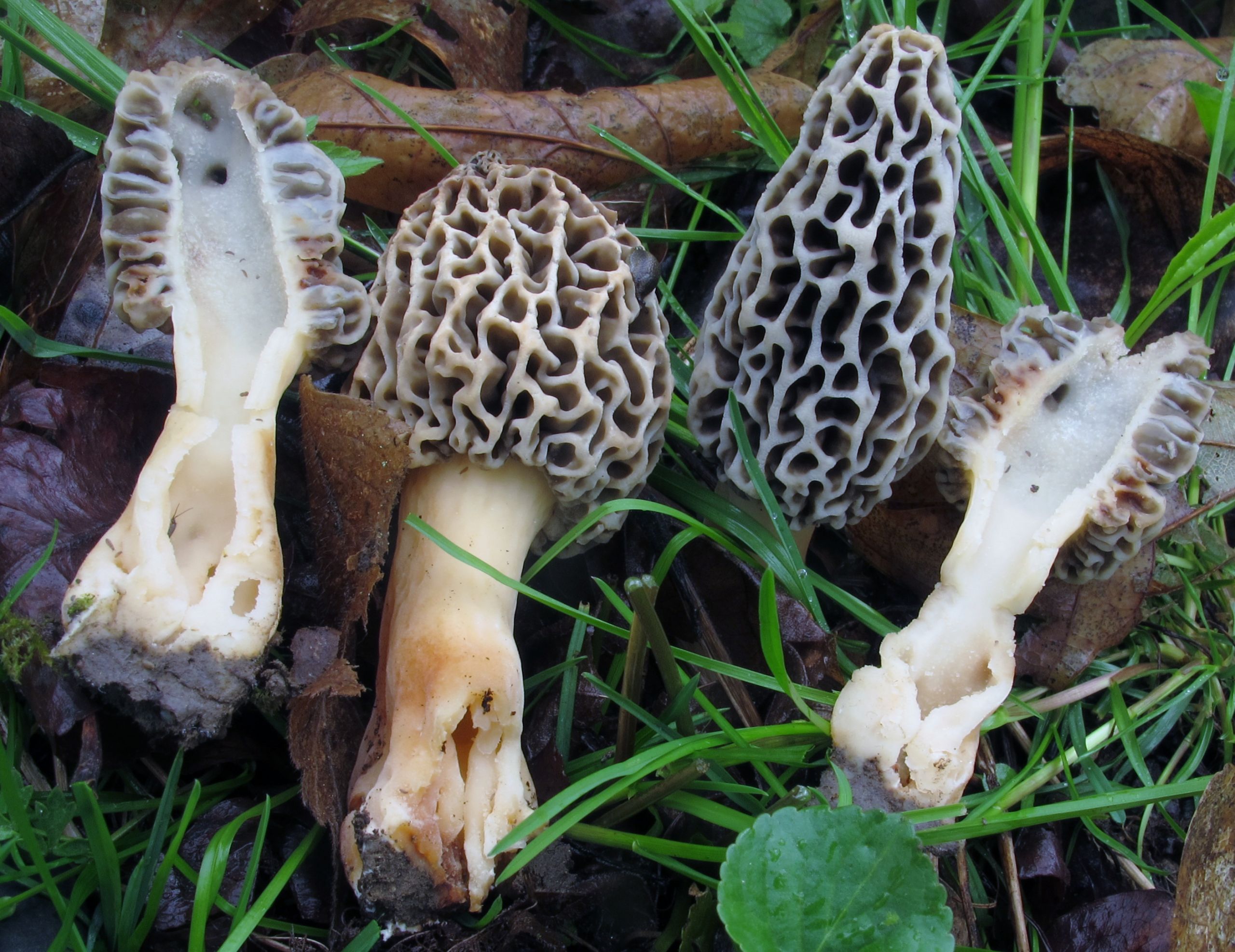 Best Places To Look For Morel Mushrooms
 Safety Reminders for the Eating of Spring Mushrooms