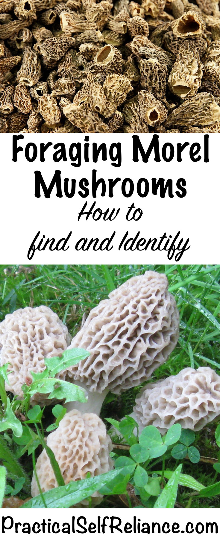 Best Places To Look For Morel Mushrooms
 Morel Mushrooms How to Find and Identify Morels