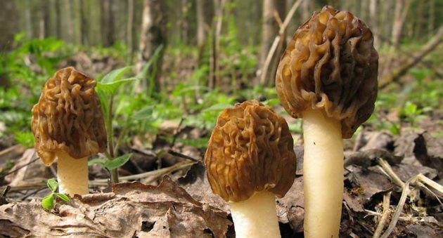 Best Places To Look For Morel Mushrooms
 The 10 Best Places to Find Morel Mushrooms