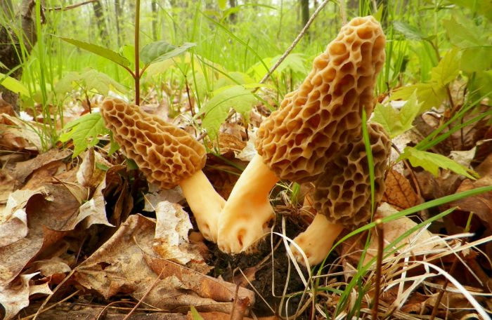 Best Places To Look For Morel Mushrooms
 The 10 Best Places to Find Morel Mushrooms