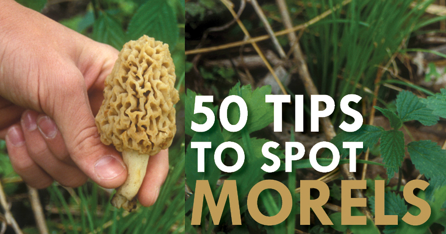 Best Places To Look For Morel Mushrooms
 Expert Tips to Spot Morels and Increase Your Harvest