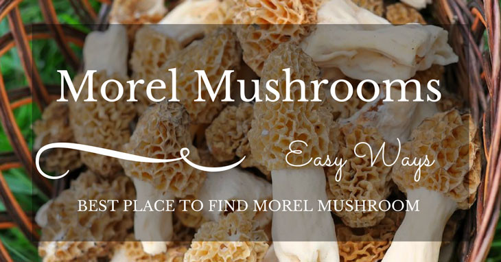 Best Places To Look For Morel Mushrooms
 Best Place to Find Morel Mushrooms
