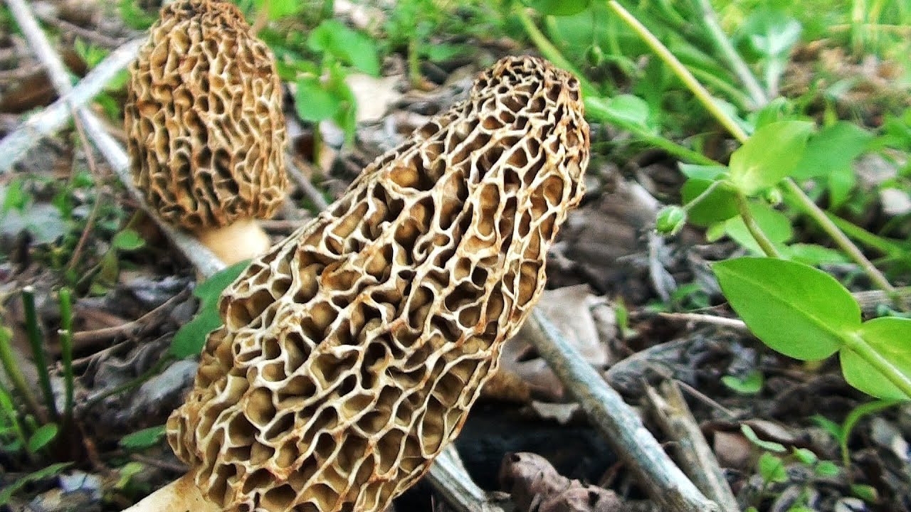 Best Places To Look For Morel Mushrooms
 Morel Mushroom Hunting 2013