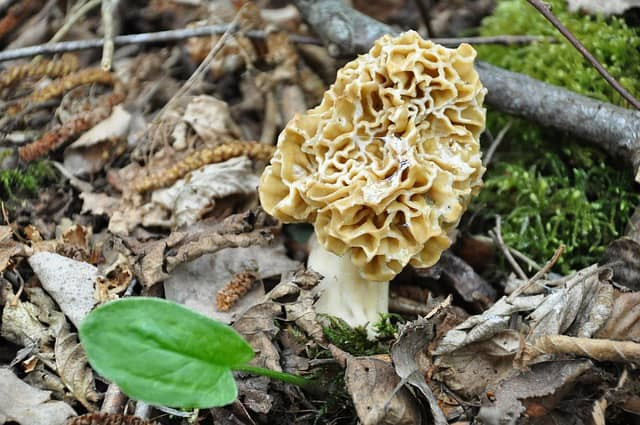 Best Places To Look For Morel Mushrooms
 The 15 Best Places to Look for Morel Mushrooms Total