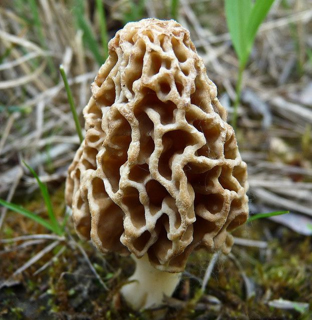 Best Places To Look For Morel Mushrooms
 31 best images about morels on Pinterest