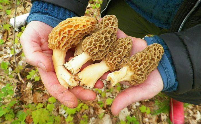 Best Places To Look For Morel Mushrooms
 Morel mania A favorite mushroom dodges spring foragers