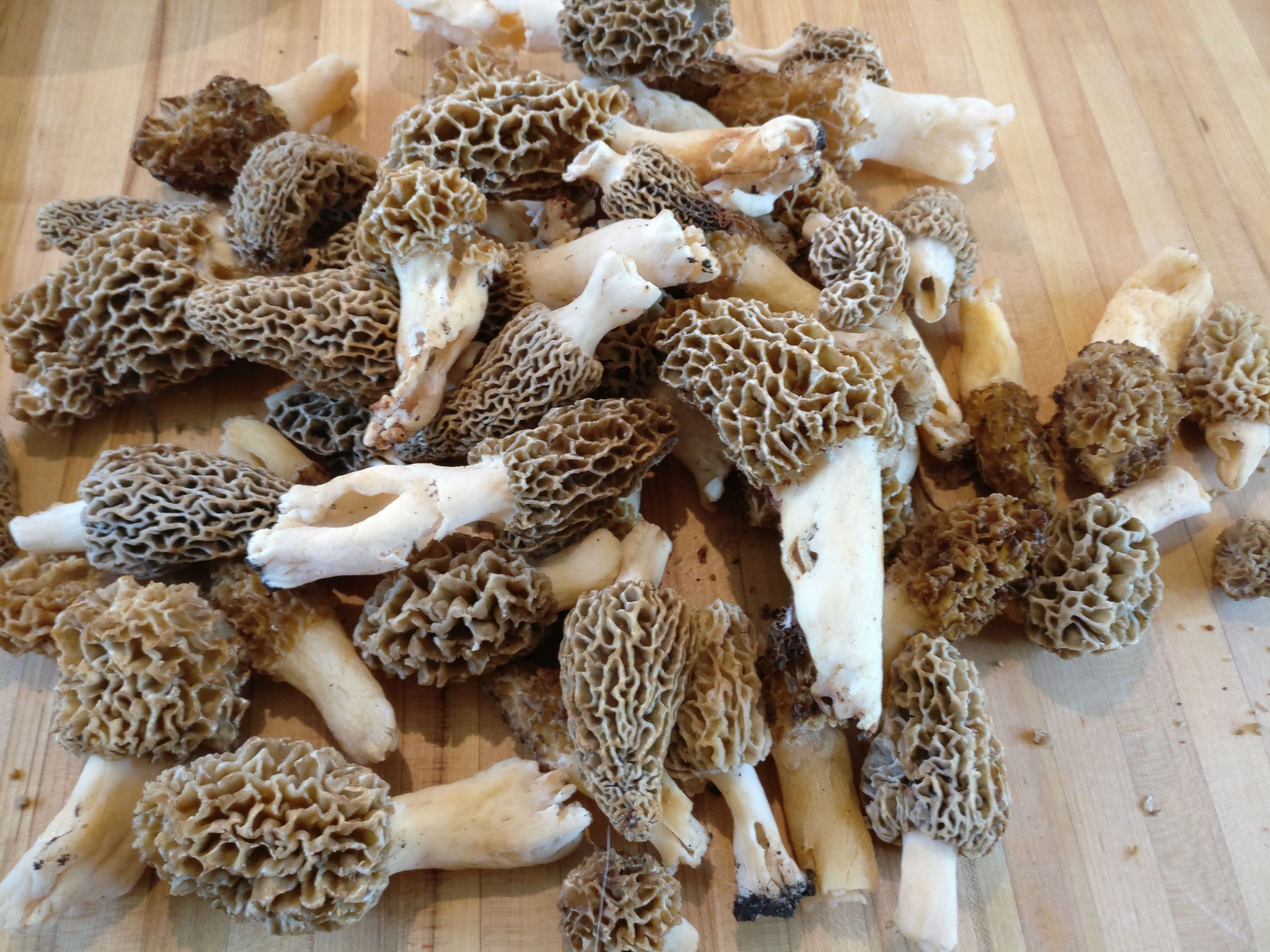 Best Places To Look For Morel Mushrooms
 Morel Mushrooms Everything You Need to Know Realest Nature