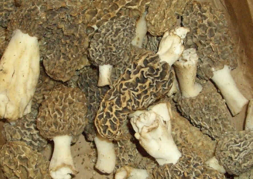 Best Places To Look For Morel Mushrooms
 Wanna Walk Along The Best Place to Find Morel Mushrooms