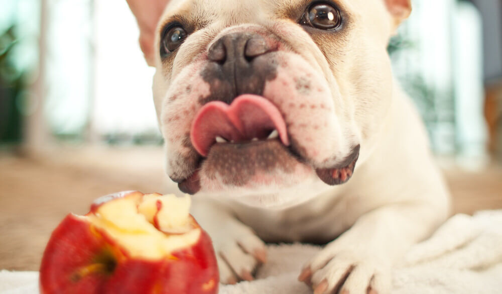 Can Dogs Eat Applesauce
 Are Apples Good for Dogs Health Benefits of Feeding Fruit