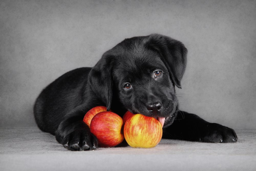 Can Dogs Eat Applesauce
 Can Dogs Eat Apples its Core and the Seeds Dog Carion