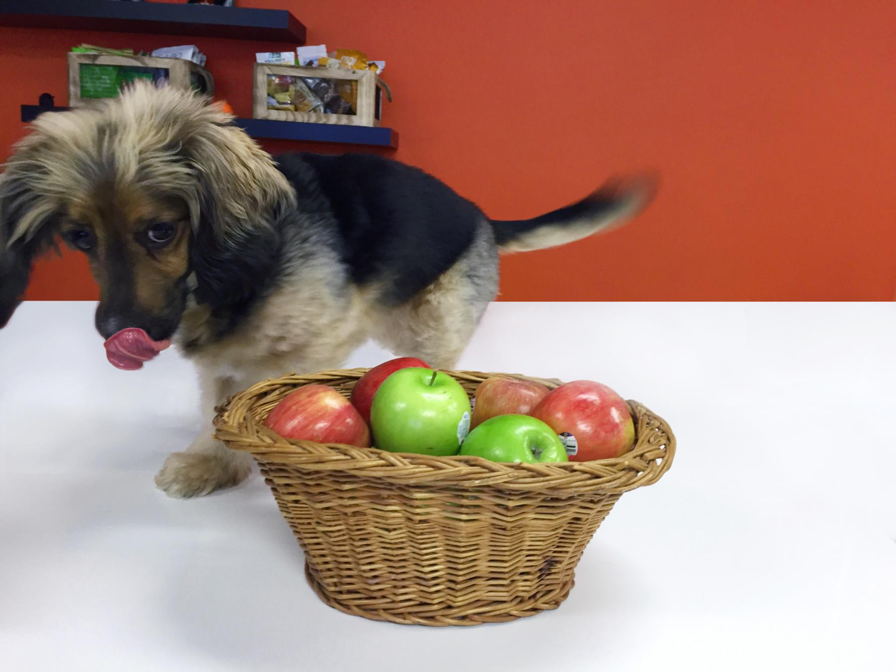 Can Dogs Eat Applesauce
 Can Dogs Eat Apples The Truth About Apples For Dogs