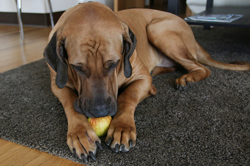 Can Dogs Eat Applesauce
 Can Dogs Eat Apples