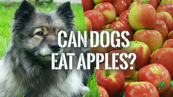 Can Dogs Eat Applesauce
 Can Dogs Eat Apples
