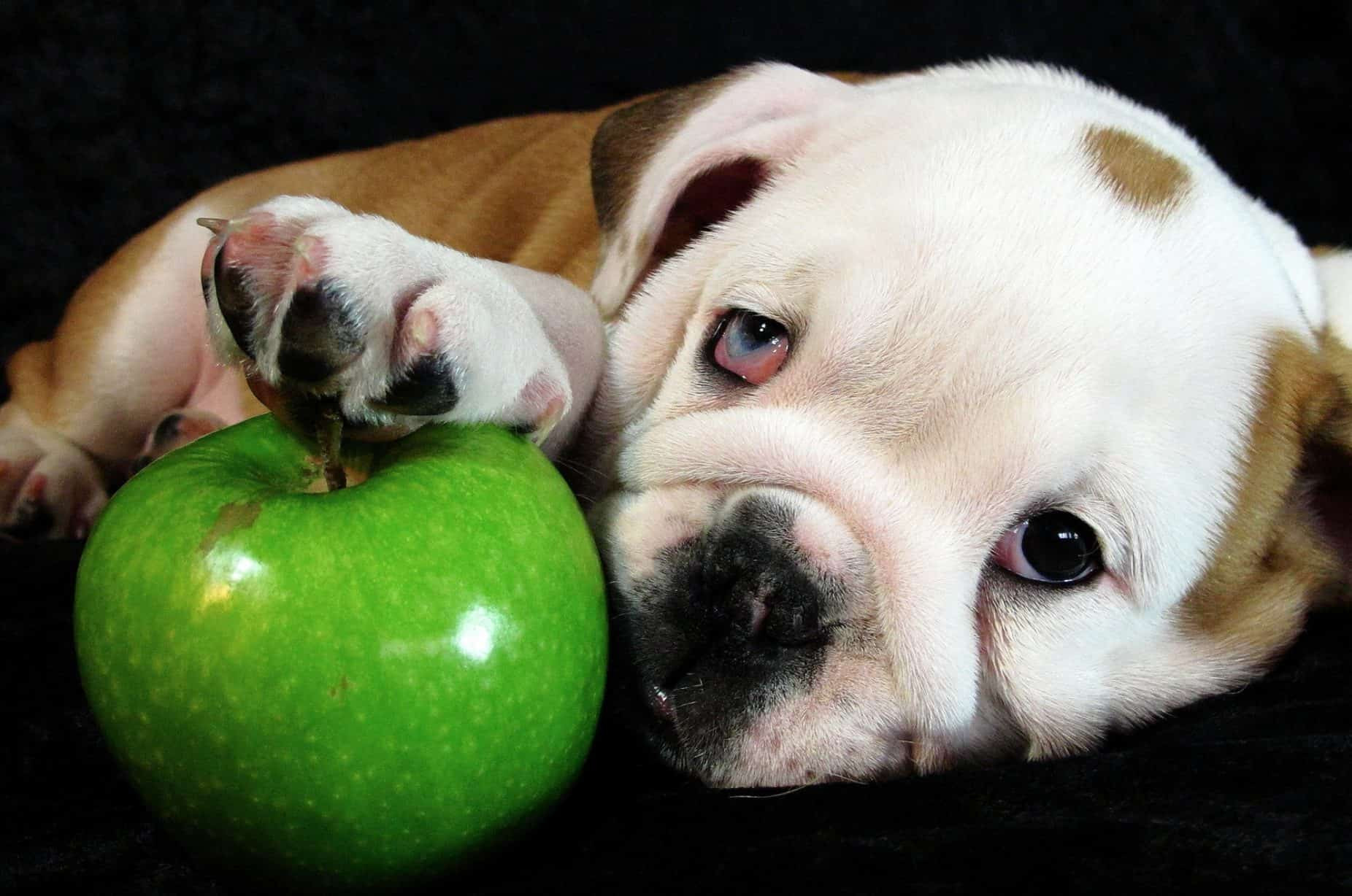 Can Dogs Eat Applesauce
 Can Dogs Eat Apples Side Effects Health Benefits & Tips