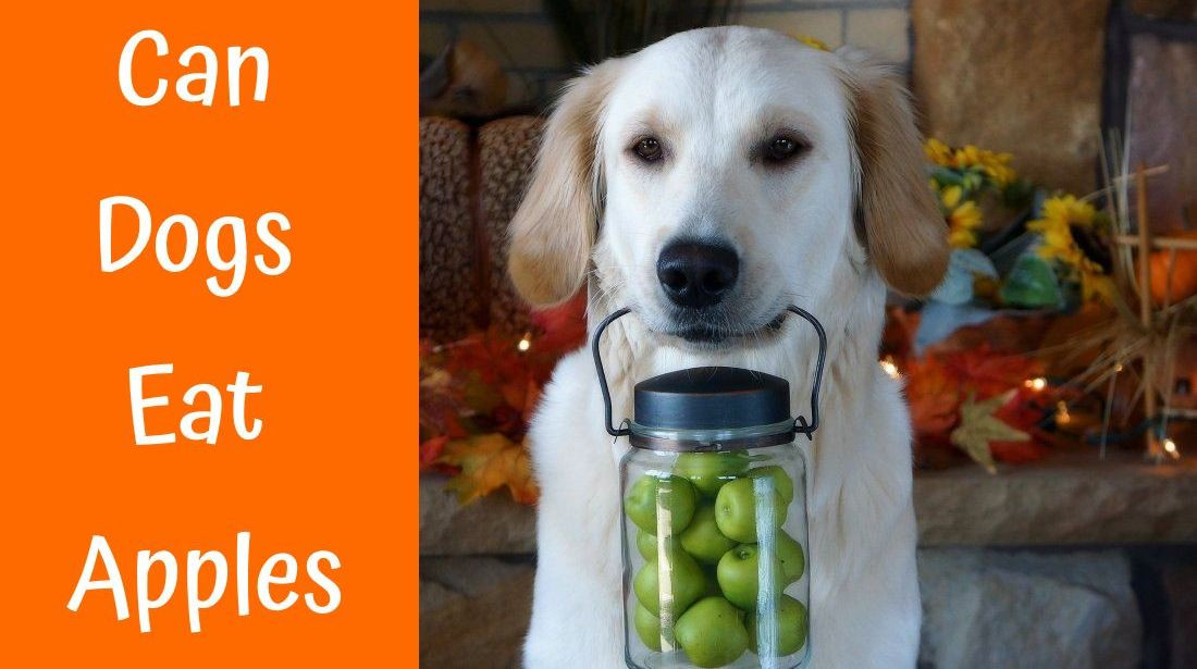Can Dogs Eat Applesauce
 CAN I GIVE EAT & DRINK Archives US Bones