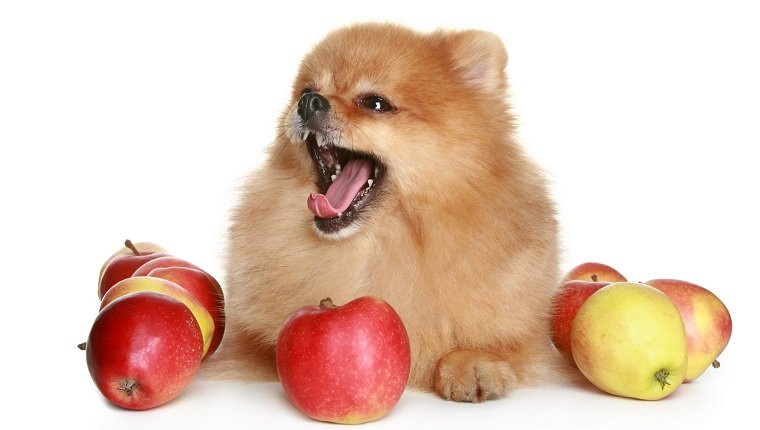 Can Dogs Eat Applesauce
 Can Dogs Eat Apples Dogtime