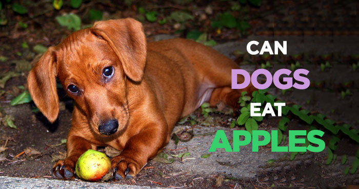 Can Dogs Eat Applesauce
 Can Dogs Eat Apples The Delicious but Poisonous Dog Treat