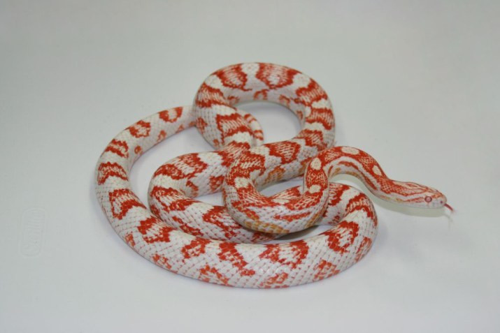 Candy Cane Corn Snake
 10 More Colourful Corn Snake Morphs ReptileWorldFacts