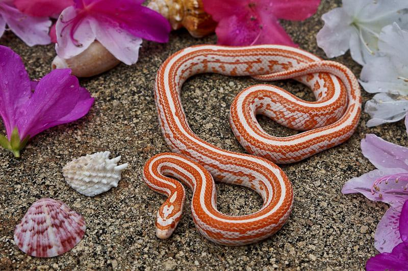 Candy Cane Corn Snake
 what is your favorite corn snake morph