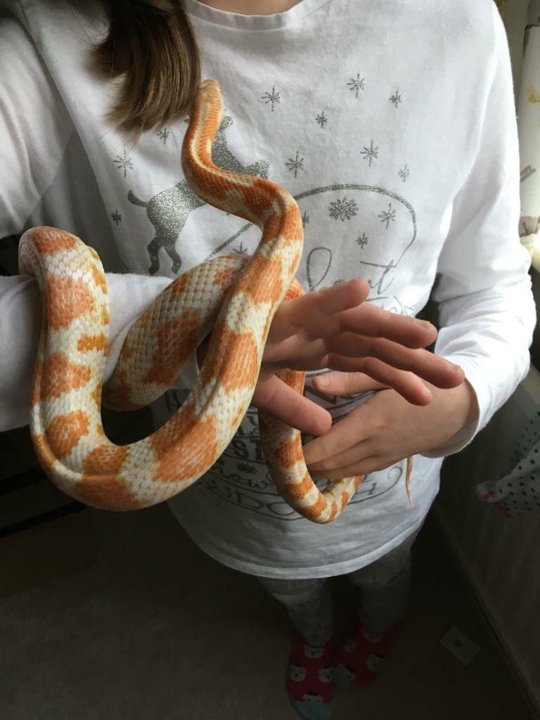 Candy Cane Corn Snake
 Candy cane corn snake in Stanford le Hope Es