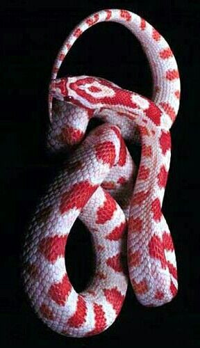 Candy Cane Corn Snake
 Candy Cane corn snake With images