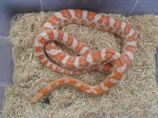 Candy Cane Corn Snake
 14 best Candy Cane Corn Snakes images on Pinterest