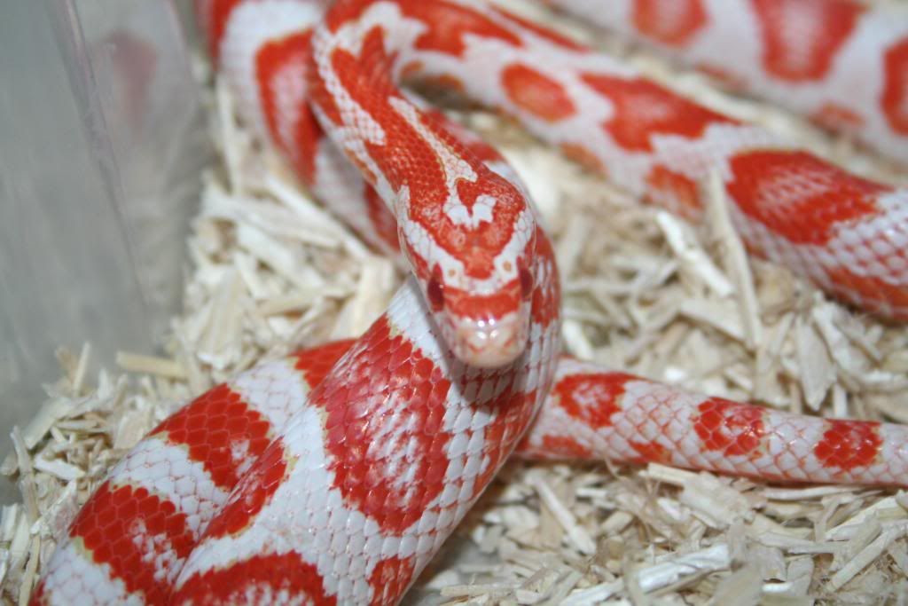 Candy Cane Corn Snake
 Corn snakes july sheds Reptile Forums