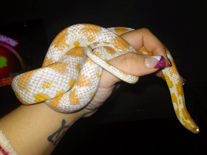 Candy Cane Corn Snake
 SW England Female Candy Cane Corn Snake Reptile Forums