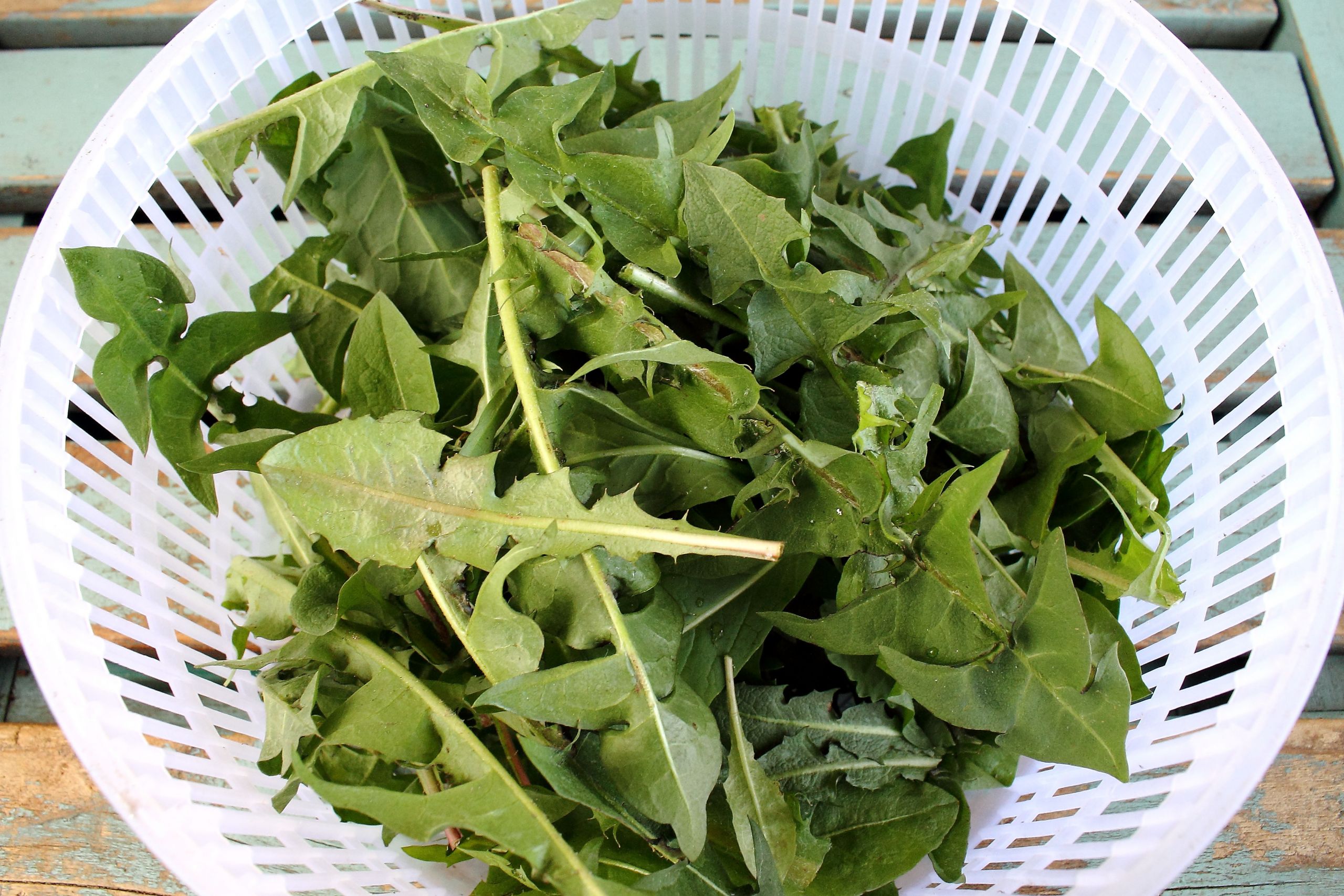 Dandelion Greens Salad
 Dandelion Salad with Parsnip “Bacon” and 4 Reasons to Eat