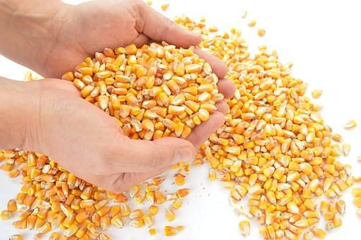 Does Corn Have Fiber
 Fiber Facts and Bowel Solutions – Caring Solutions Canada