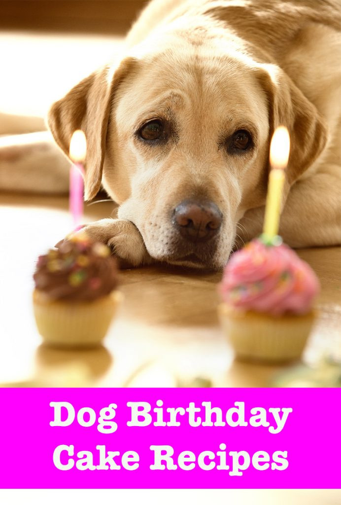 Dog Birthday Cake Recipes Easy
 Dog Birthday Cake Recipes From Easy To Fancy Bakes