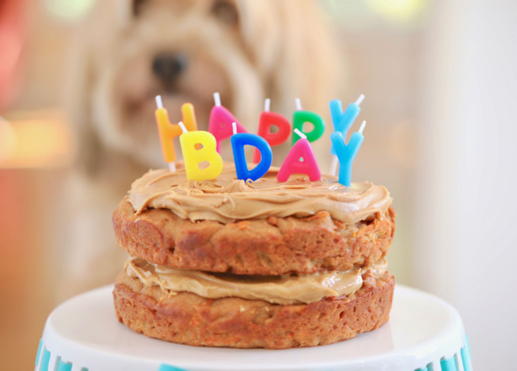 Dog Birthday Cake Recipes Easy
 Dog Birthday Cake Recipe For Your Furry Friend Bigger