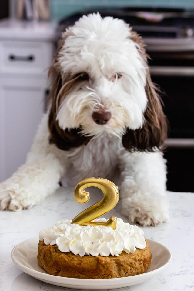 Dog Birthday Cake Recipes Easy
 Easy Homemade Dog Cake Crazy for Crust