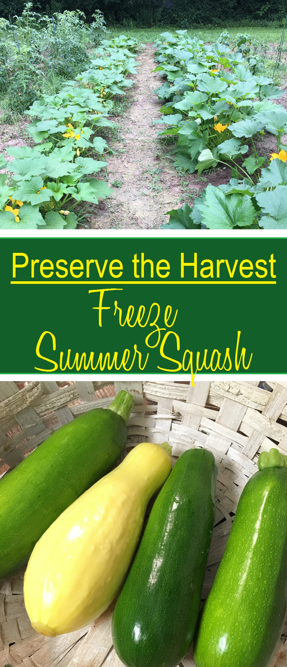 Freezing Summer Squash
 Freezing Summer Squash ⋆ e Acre Vintage & Pumpkin Patch Mtn