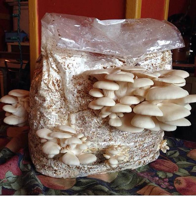 Growing Oyster Mushrooms Indoors
 How To Grow Oyster Mushrooms Indoors All Mushroom Info