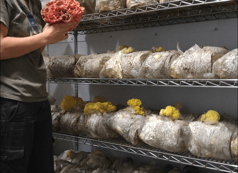 Growing Oyster Mushrooms Indoors
 Starting a mushroom farm