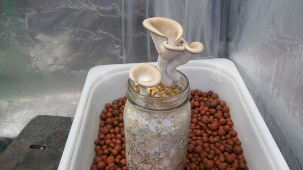 Growing Oyster Mushrooms Indoors
 12 best images about Growing Mushrooms At Home on Pinterest