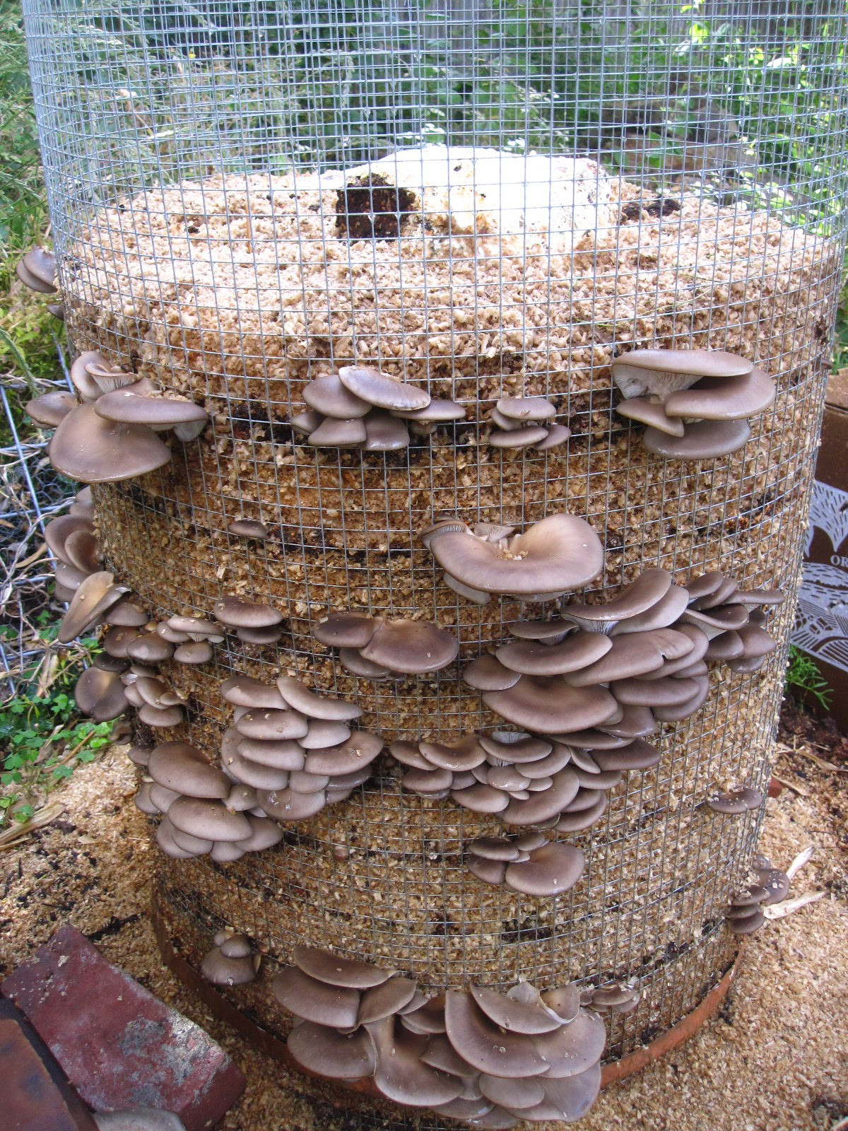 Growing Oyster Mushrooms Indoors
 Foodscaping Oyster mushrooms
