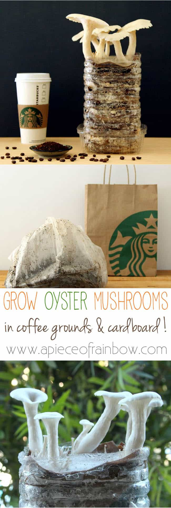 Growing Oyster Mushrooms Indoors
 How To Grow Mushrooms At Home Youtube