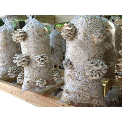 Growing Oyster Mushrooms Indoors
 How to grow mushrooms indoors