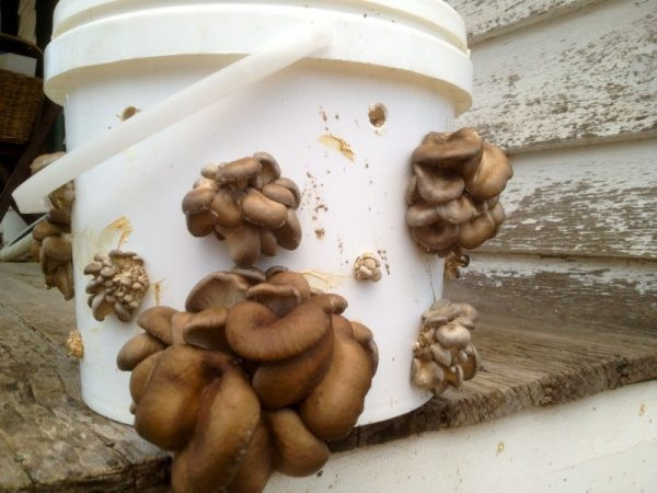 Growing Oyster Mushrooms Indoors
 24 Newbie Friendly Ve ables You Can Easily Grow Indoors