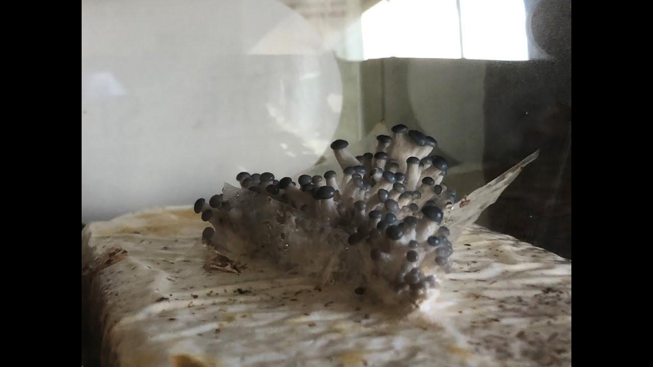 Growing Oyster Mushrooms Indoors
 How We Grow Oyster Mushrooms Indoors